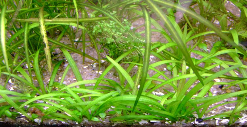    Echinodorus tenellus