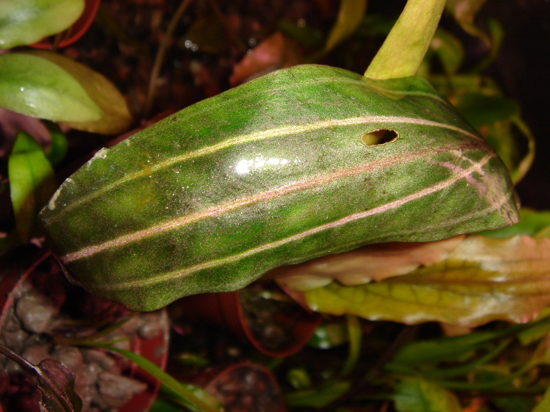 C.cordata "Rosanervig"