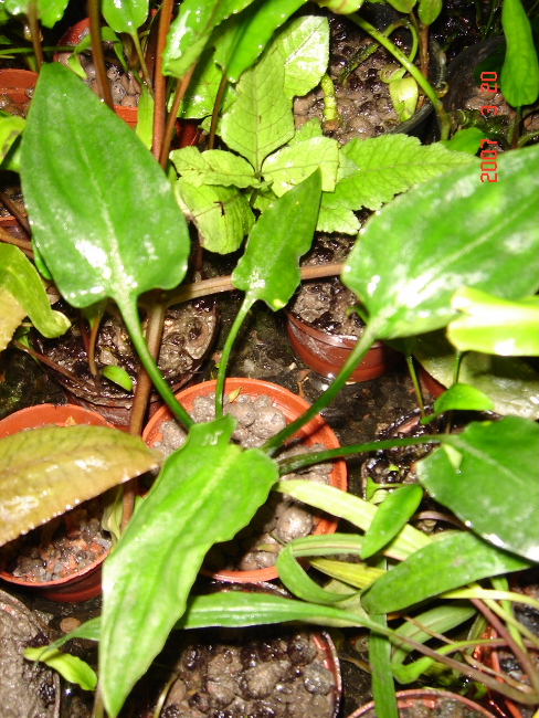 C.pontederiifolia