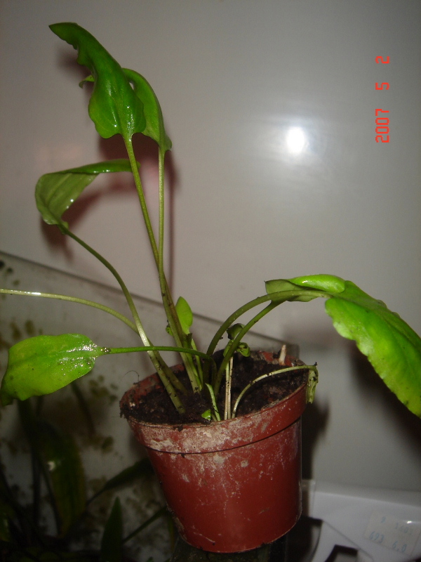 C.wendtii var. wendtii