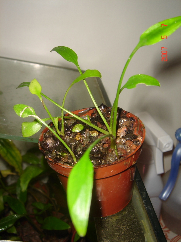 C.x willisii