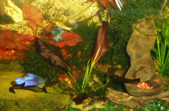 Echinodorus Aflame