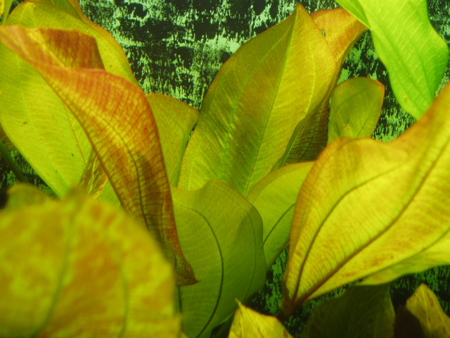 Echinodorus Frank Stoffels