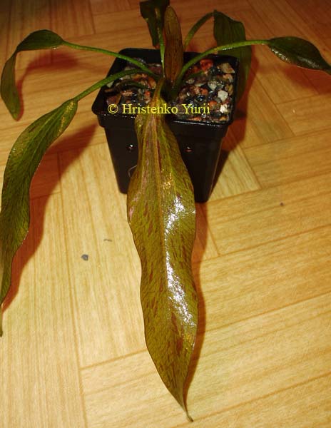 Echinodorus TORNADO DSCHUNGELSTAR14