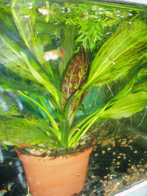 Echinodorus  Grin Flame