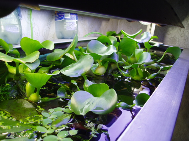 Eichornia crassipes ( )