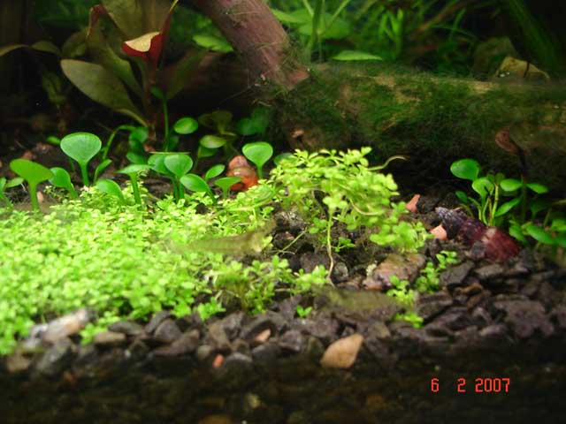 Hemianthus "cuba"