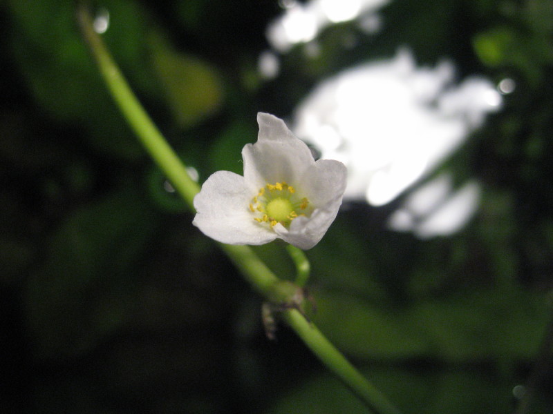 ������ ����������