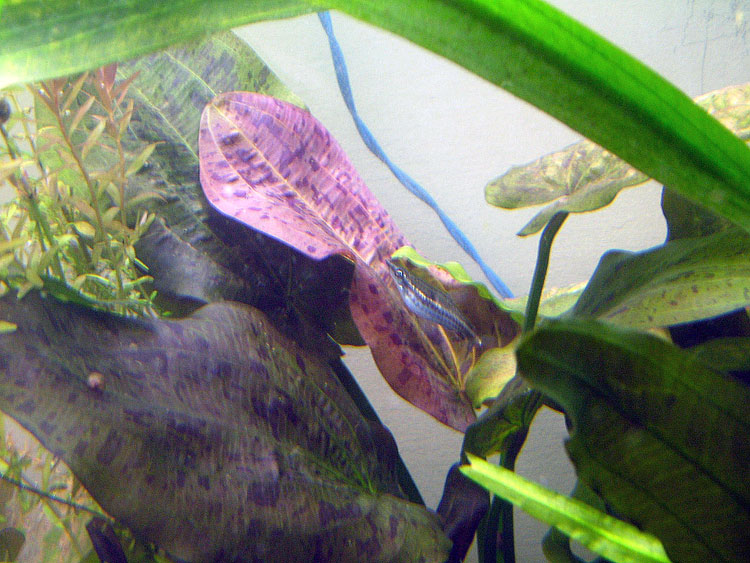E. Krapczatyi