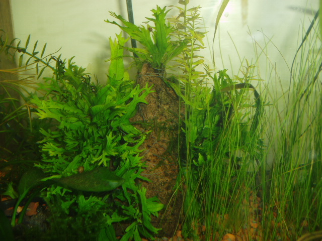 Microsorum pteropus "Windelov"