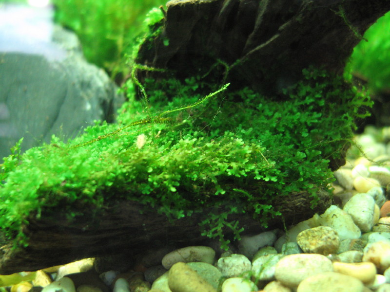 Monosolenium