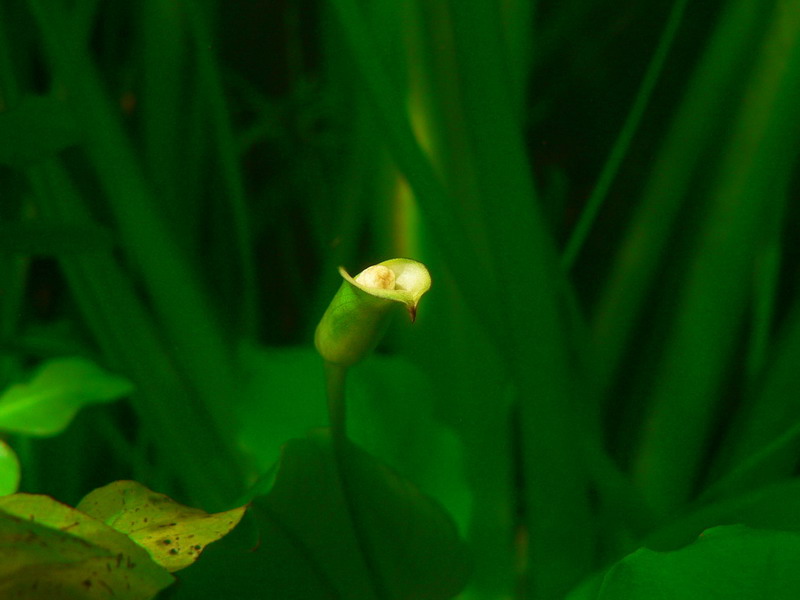  Anubias barteri var. nana   2
