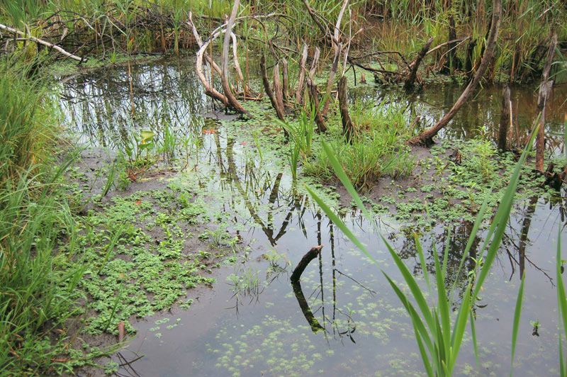 hottonia palustris