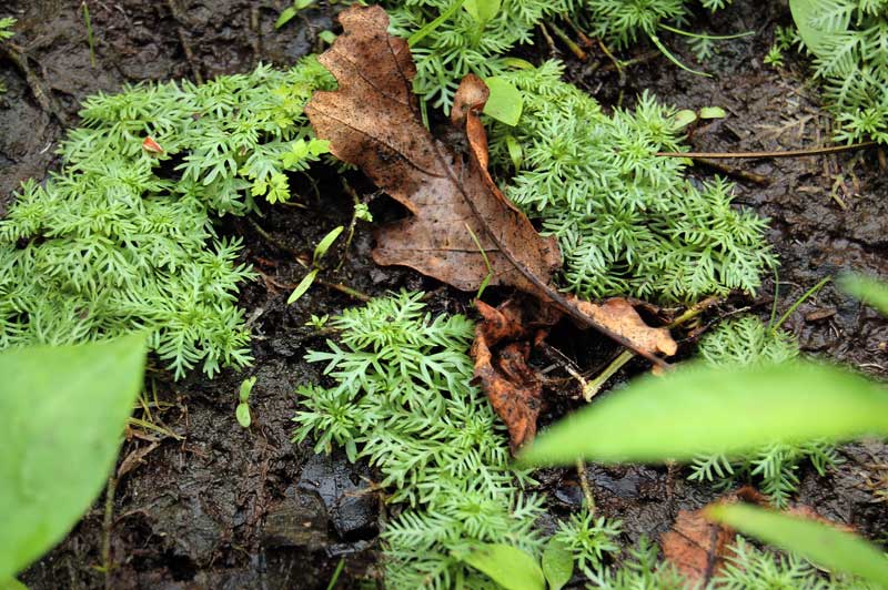hottonia palustris2
