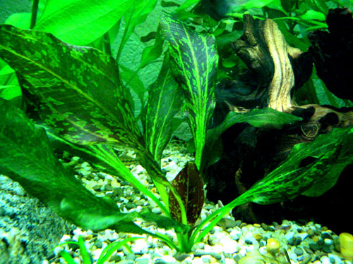 Echinodorus "Red Flame" 