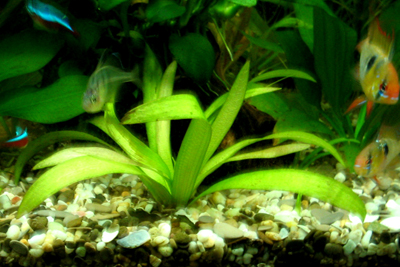 Sagittaria platyphylla