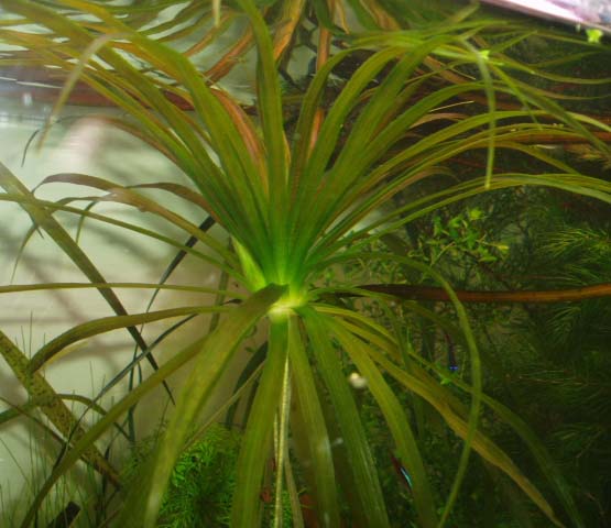 Stratiotes aloides