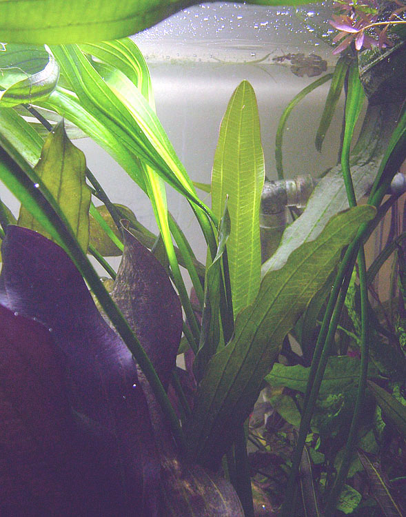 E. Urugvaensis