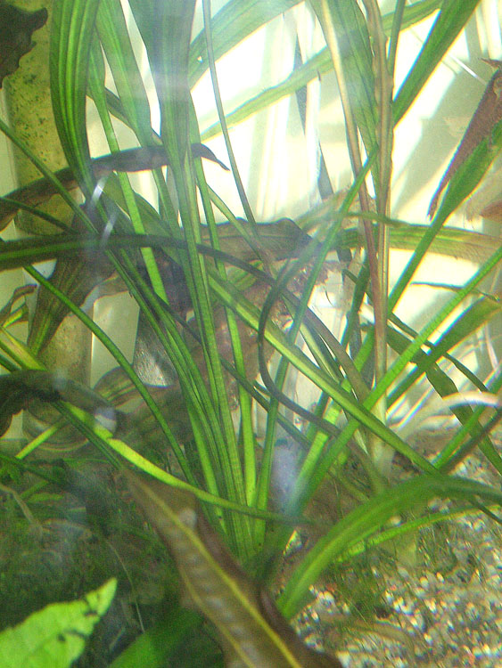 E. Viridis