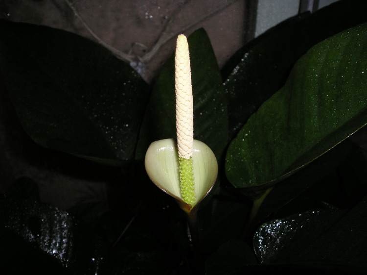 ����� �������.