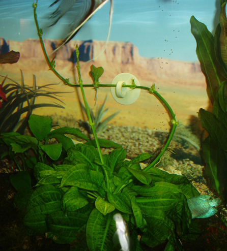  Echinodorus parviflorus xTropika