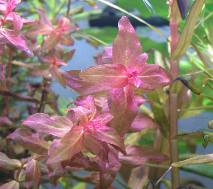    Rotala macrandra