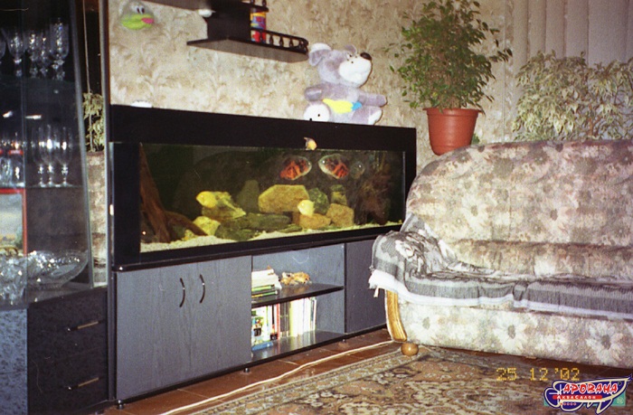   (   )
