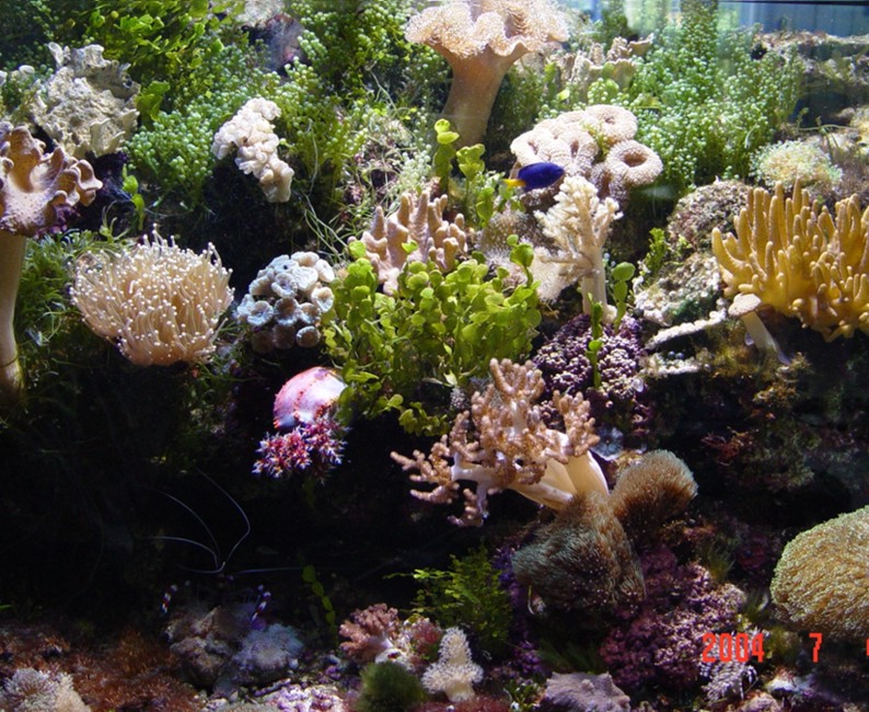 ��� ���������� ��������