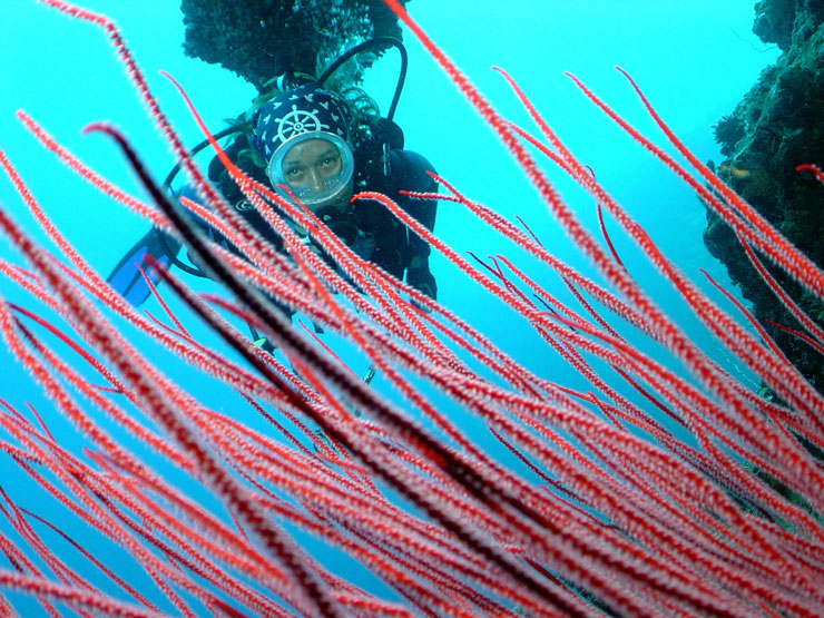 ����� �������