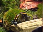 Phyllobates vittatus