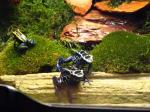 Phyllobates vittatus, Dendrobates tinctorius New River