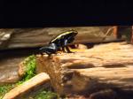 Phyllobates vittatus