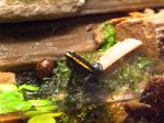 Phyllobates vittatus