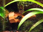 Phyllobates vittatus