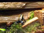 Phyllobates vittatus