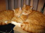 котяры