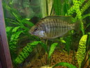 Haplochromis spilonotus