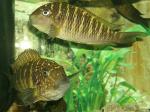 Tropheus moorii Murago