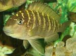 Tropheus moorii Murago