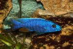 Scaniechromis ahli