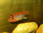 Labidochromis sp.Hongi