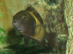 Tropheus sp. Ikola