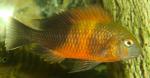 Tropheus sp. Bemba