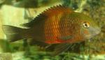 Tropheus sp. Bemba