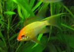 Apistogramma ramirezi () 