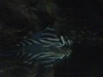 Hypancitrus Zebra