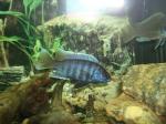 Scianochromis ahli