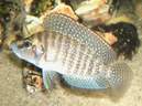 A. compressiceps