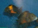 Tropheus sp. "black Bemba"