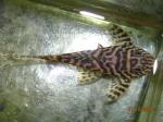 Hypancistrus sp.